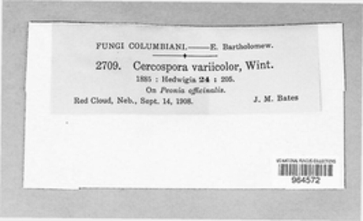 Pseudocercospora variicolor image